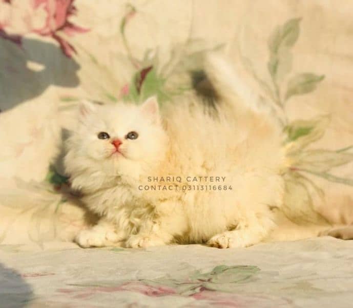 IMPORTED QUALITY PERSIAN KITTENS AVAILABLE 1