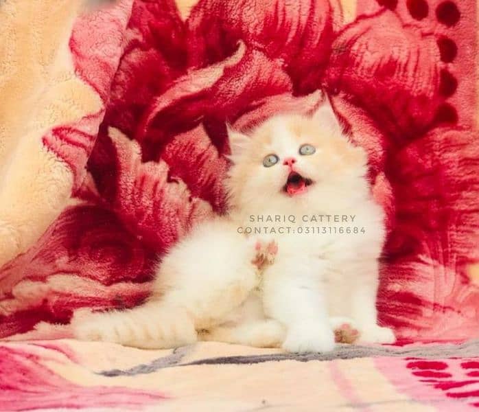 IMPORTED QUALITY PERSIAN KITTENS AVAILABLE 3