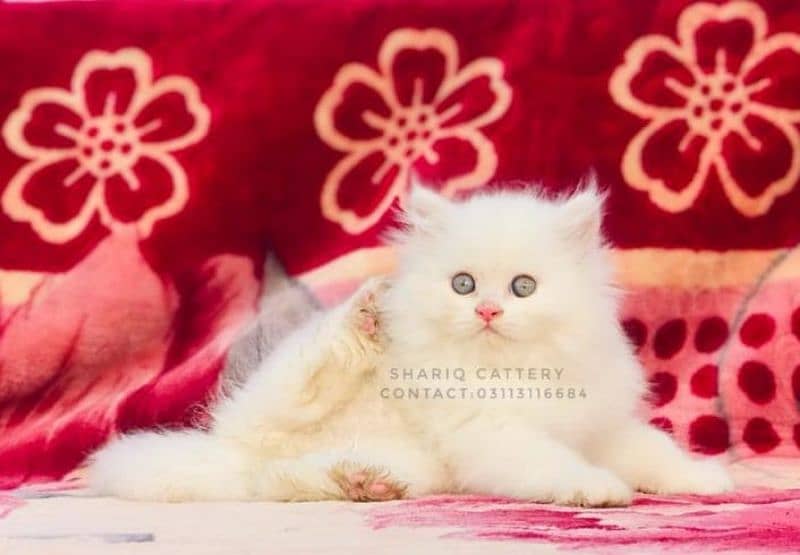 IMPORTED QUALITY PERSIAN KITTENS AVAILABLE 6