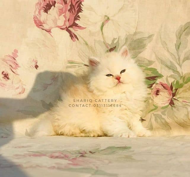 IMPORTED QUALITY PERSIAN KITTENS AVAILABLE 7