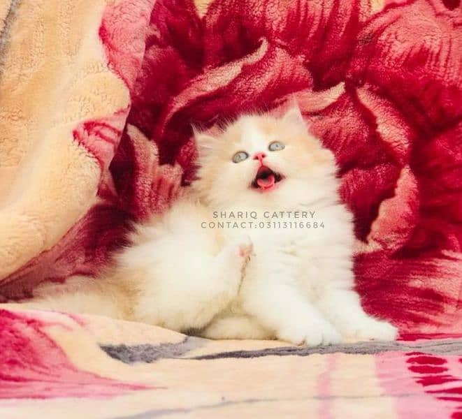 IMPORTED QUALITY PERSIAN KITTENS AVAILABLE 10