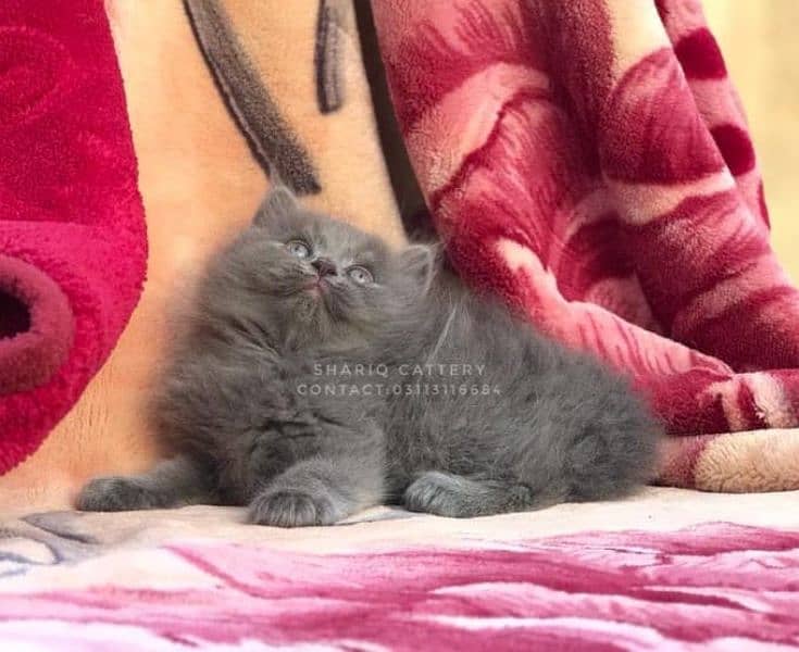 IMPORTED QUALITY PERSIAN KITTENS AVAILABLE 11