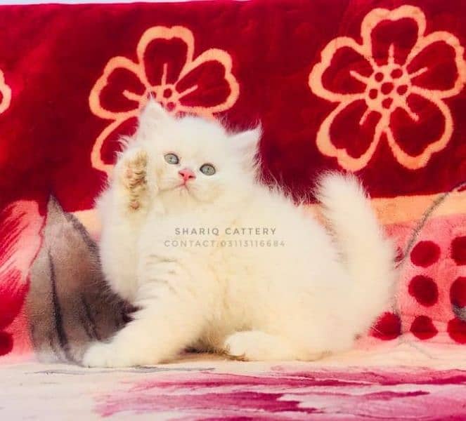 IMPORTED QUALITY PERSIAN KITTENS AVAILABLE 13