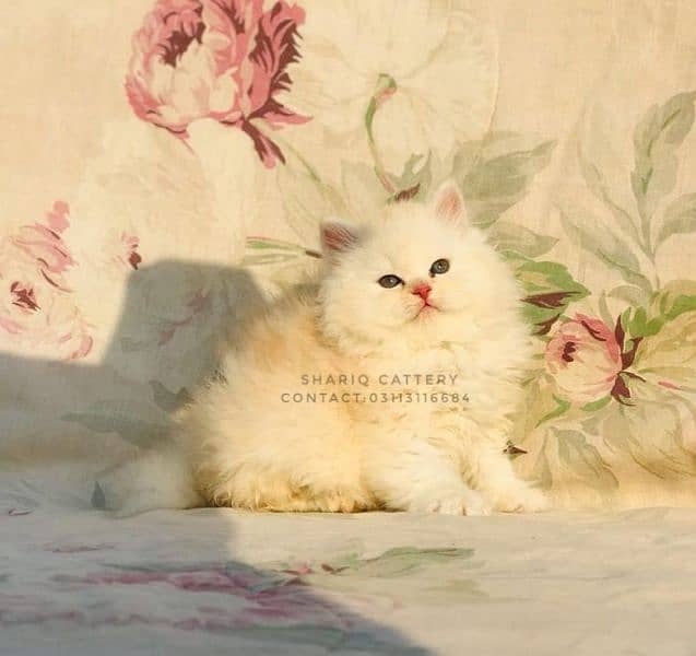 IMPORTED QUALITY PERSIAN KITTENS AVAILABLE 14