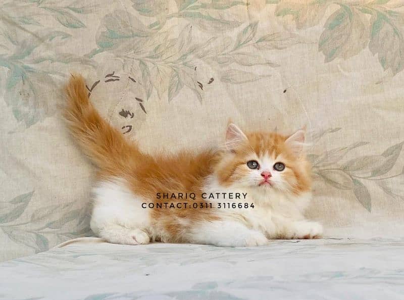 IMPORTED QUALITY PERSIAN KITTENS AVAILABLE 15