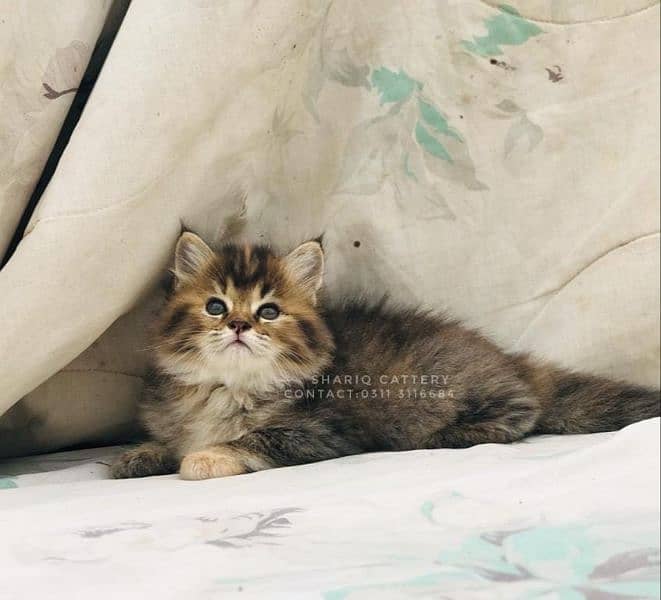 IMPORTED QUALITY PERSIAN KITTENS AVAILABLE 16