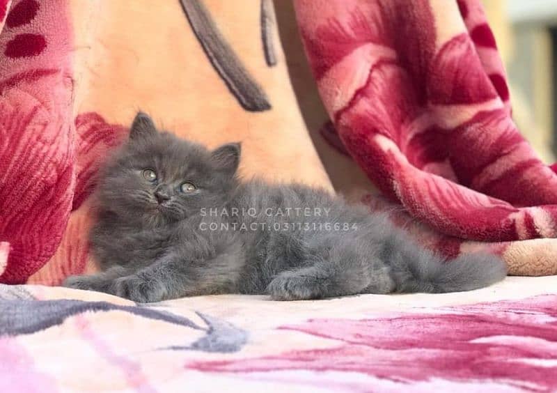 IMPORTED QUALITY PERSIAN KITTENS AVAILABLE 17