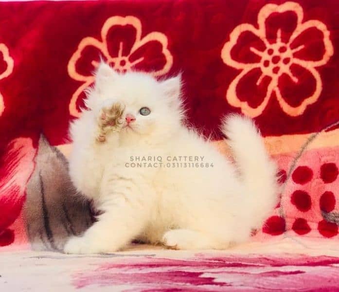 IMPORTED QUALITY PERSIAN KITTENS AVAILABLE 18