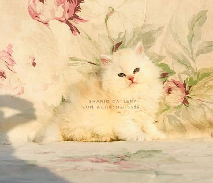 IMPORTED QUALITY PERSIAN KITTENS AVAILABLE 19