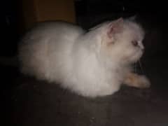 Cat  Italian female white beautiful