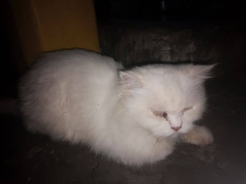 Cat  Italian female white beautiful 1