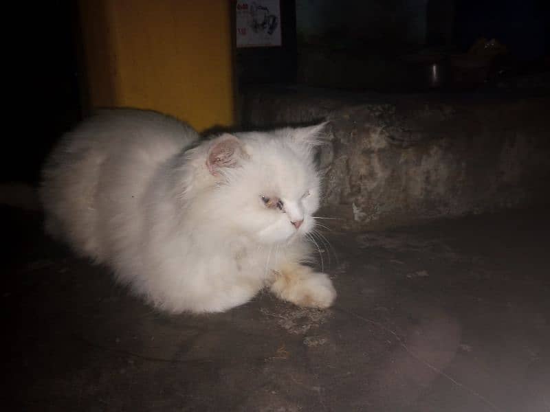 Cat  Italian female white beautiful 2