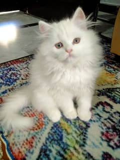 persian cat