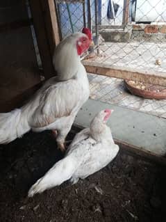 pair of rooster and hen