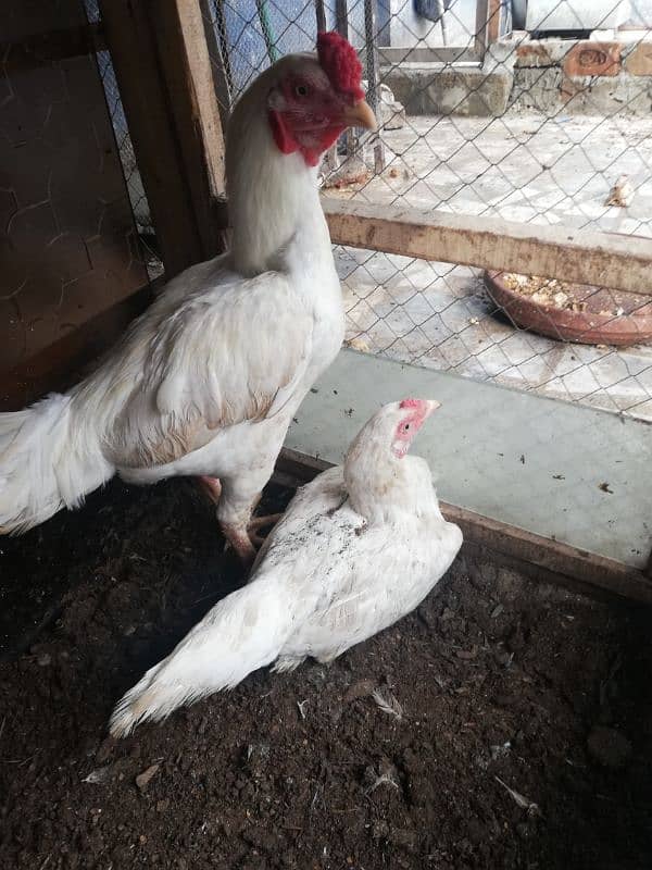 pair of rooster and hen 6