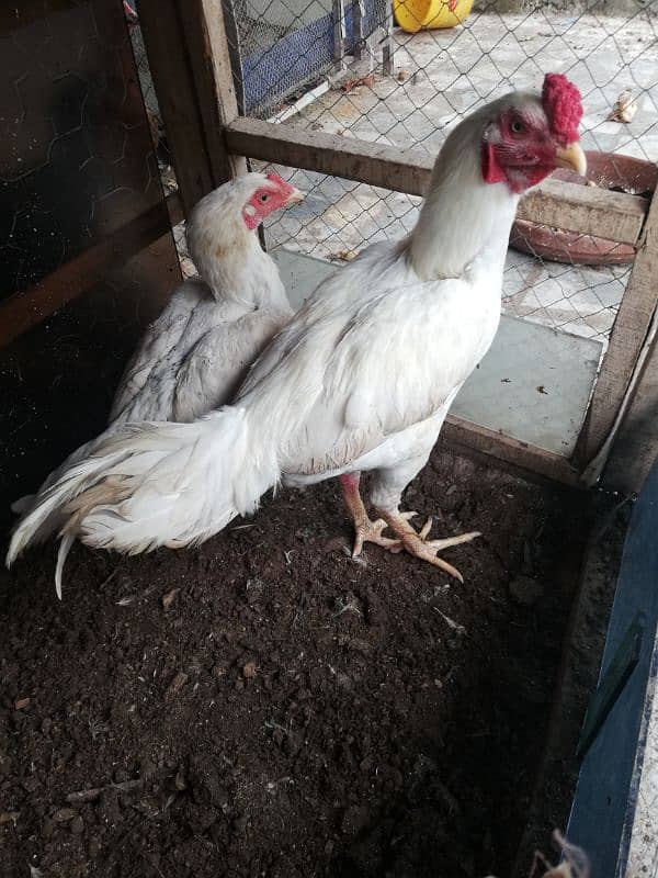 pair of rooster and hen 7