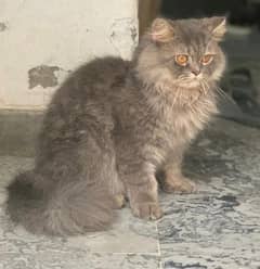 Persian Male Cat For sale. 0