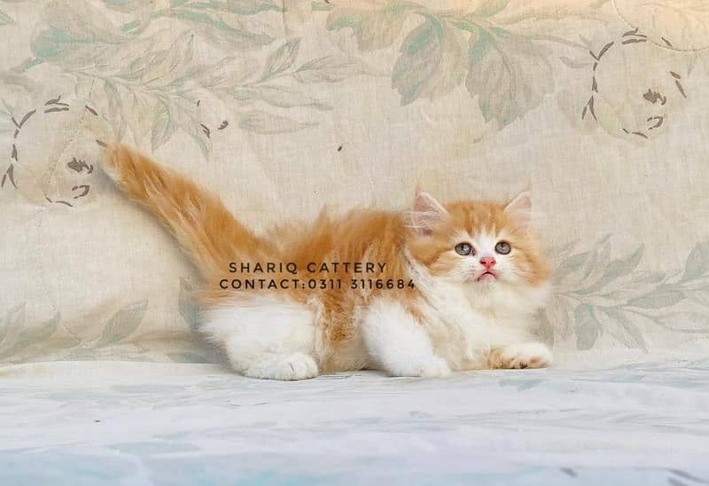 IMPORTED QUALITY PERSIAN KITTENS AVAILABLE 9