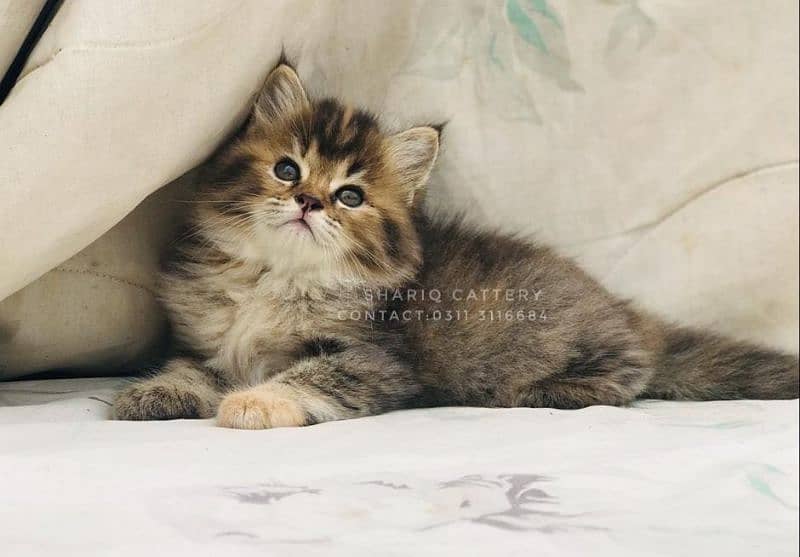 IMPORTED QUALITY PERSIAN KITTENS AVAILABLE 10