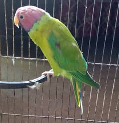 Plum head male parrot