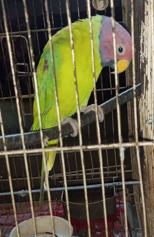 Plum head male parrot 1