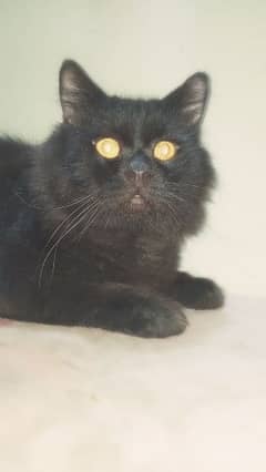 Black persian cat 0