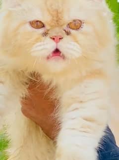 pure persian punch face triple coted male for sale