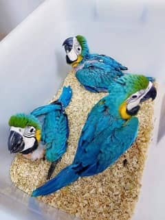 Blue macaw chicks healthy active 03322732703