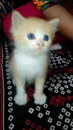 Persian kitten