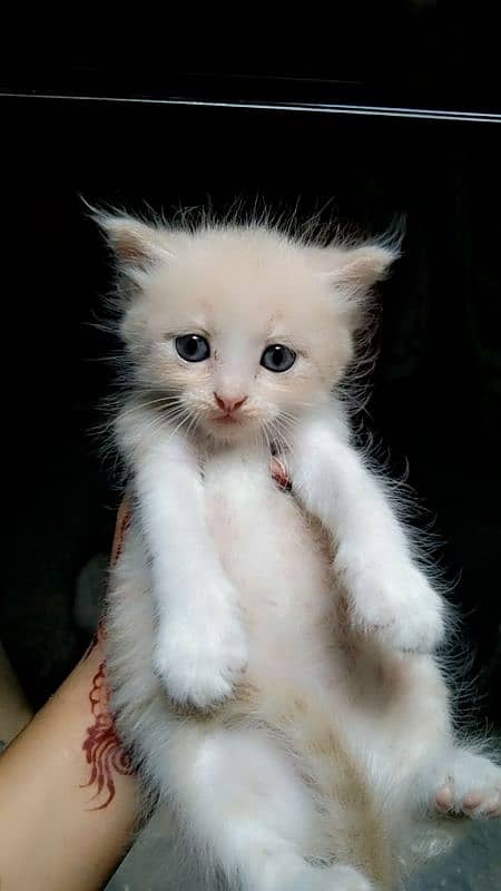 Persian kitten 1