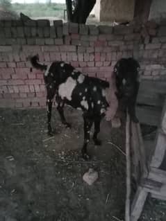 Desi Goat