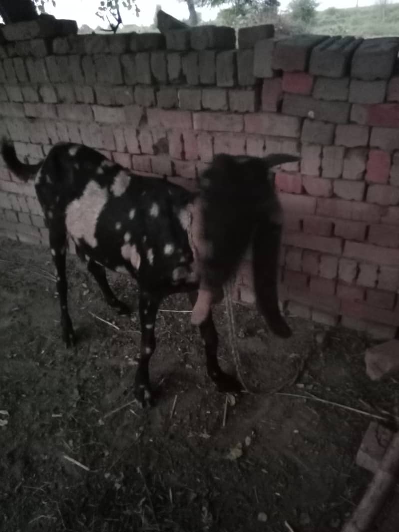 Desi Goat 1