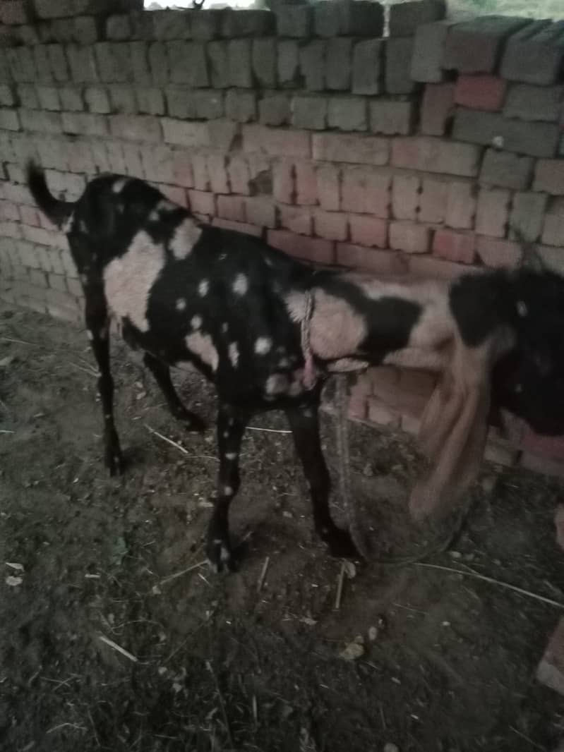 Desi Goat 2