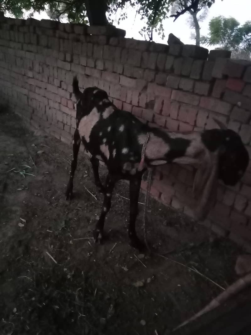 Desi Goat 4