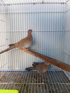 Dove wild dove laughing dove ringneck doves