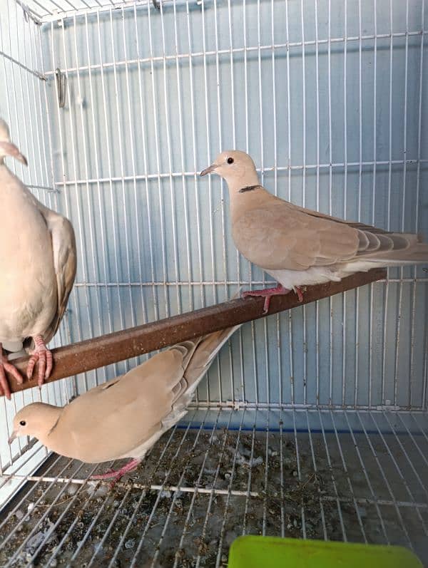 Dove wild dove laughing dove ringneck doves 2