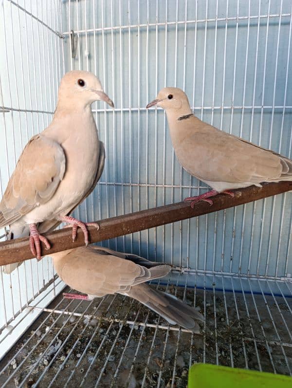 Dove wild dove laughing dove ringneck doves 3