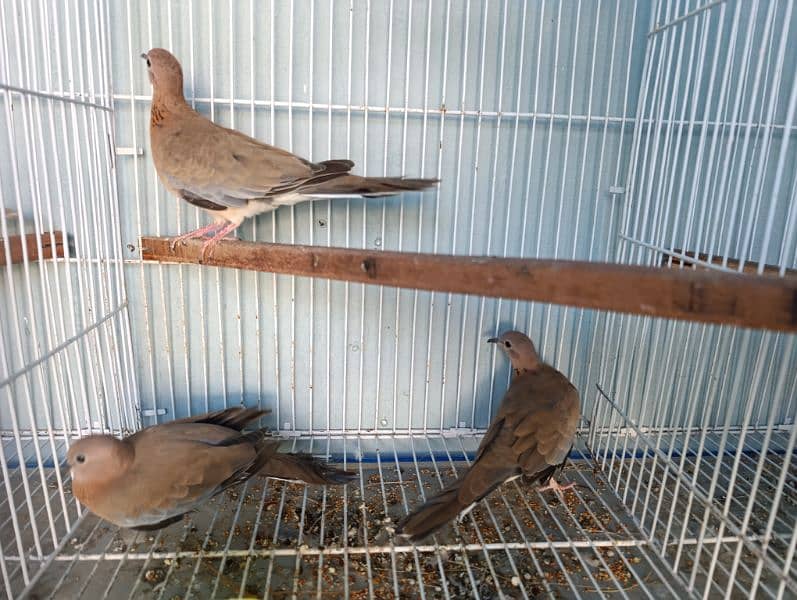 Dove wild dove laughing dove ringneck doves 4