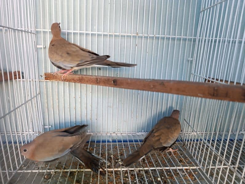 Dove wild dove laughing dove ringneck doves 5