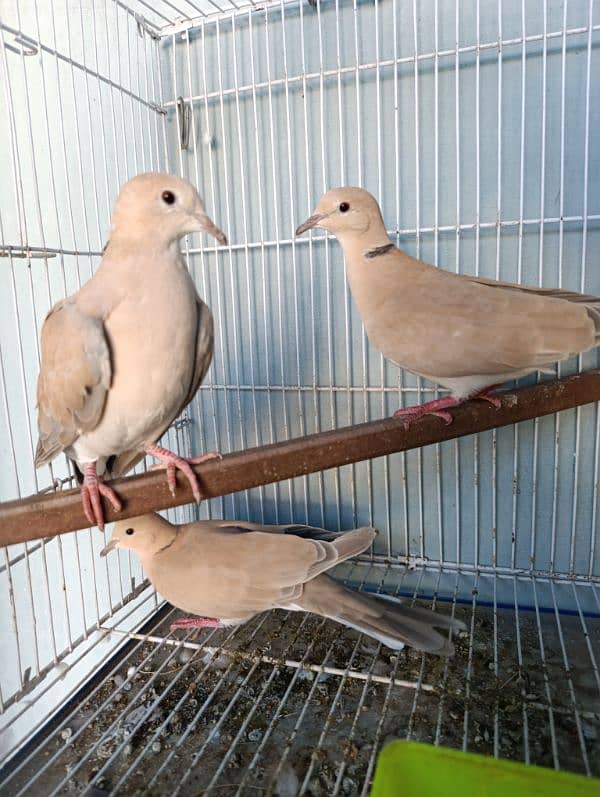 Dove wild dove laughing dove ringneck doves 6