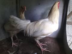 Heera pair for sale