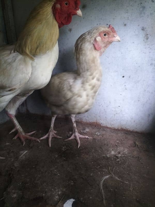 Heera pair for sale 2