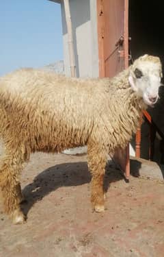 Lakha mundra goat bacha for sale