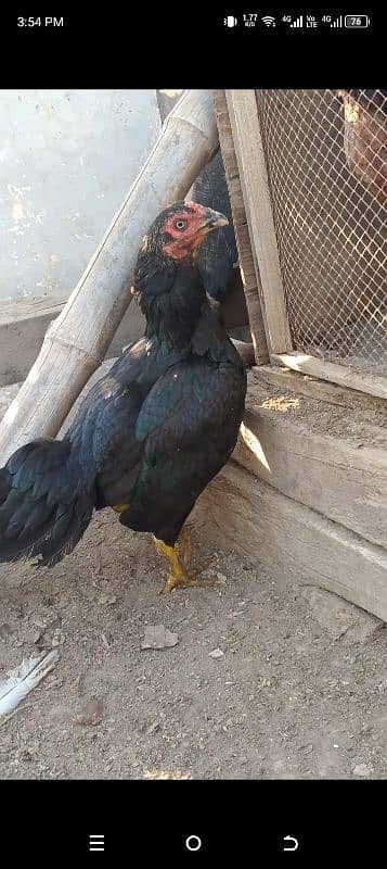 high quality aseel breeder morgiya 8