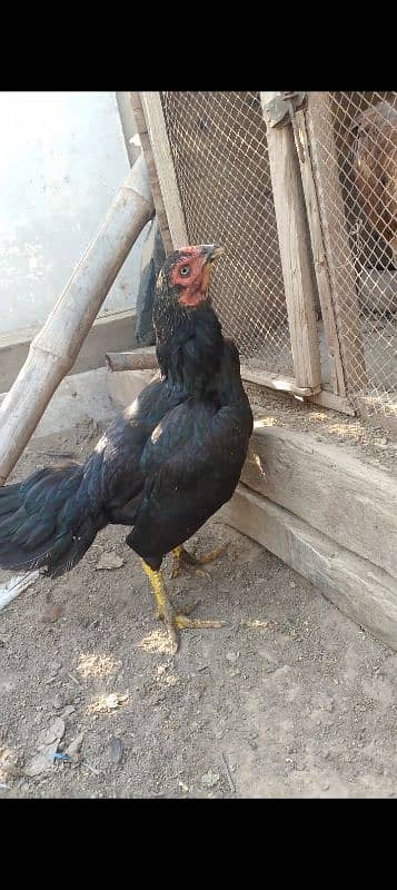 high quality aseel breeder morgiya 9