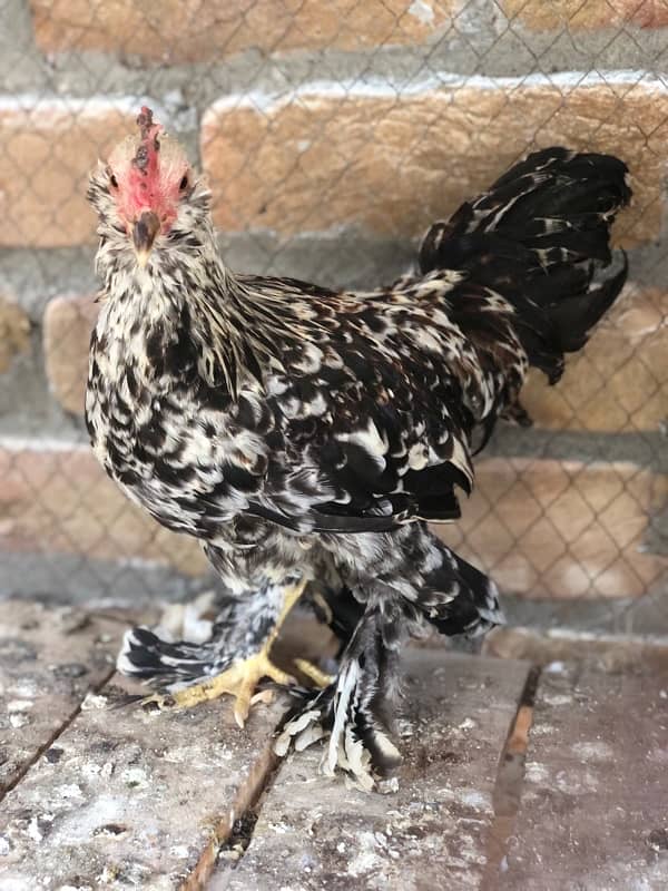 Milli flur fancy hens male pisis 1