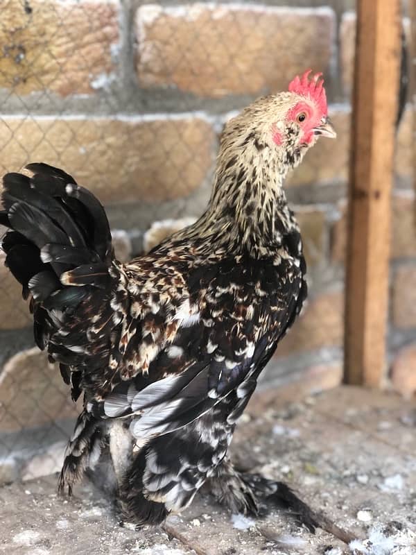 Milli flur fancy hens male pisis 3