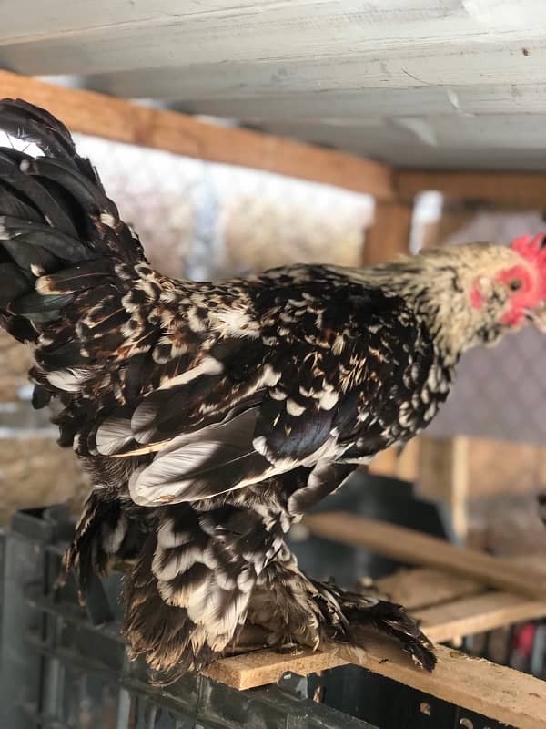 Milli flur fancy hens male pisis 5