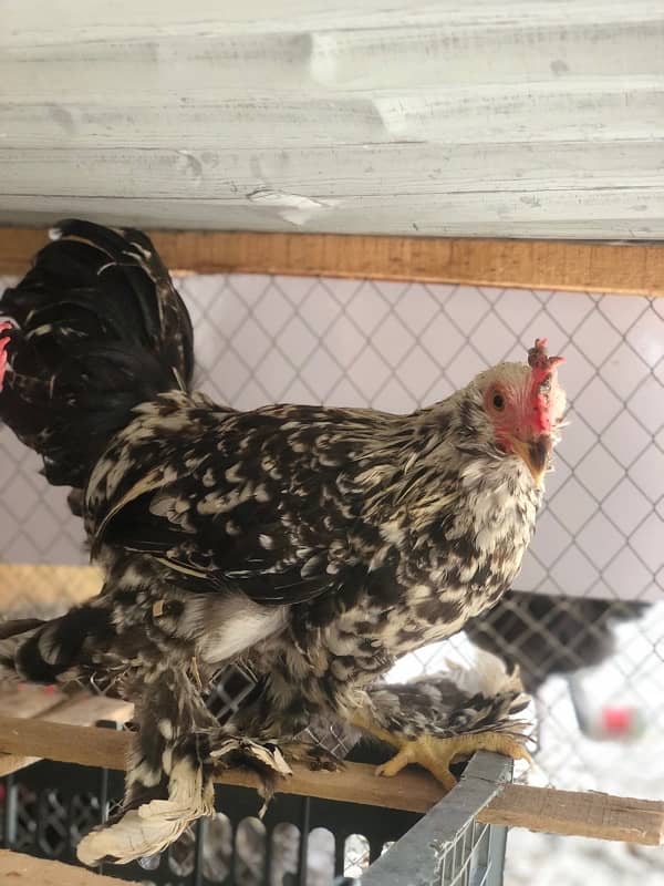 Milli flur fancy hens male pisis 6