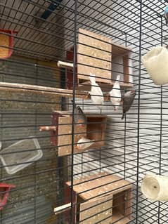 5 finches with cage